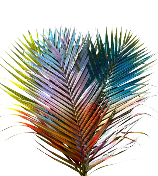 Areca palm rainbow leaf