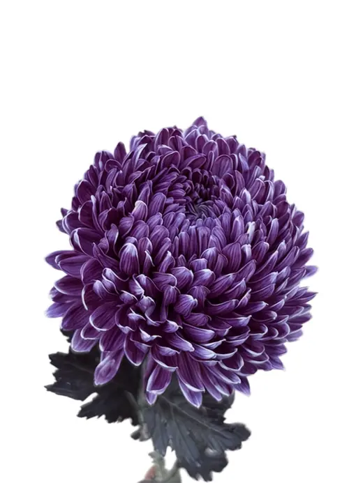 Tinted burgundy chrysanthemum stem