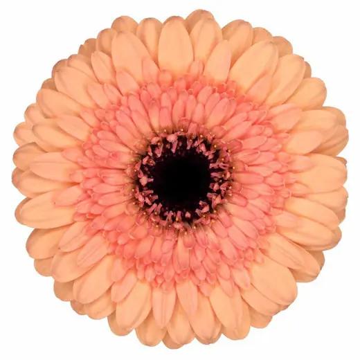 Mini gerbera Oreo stems