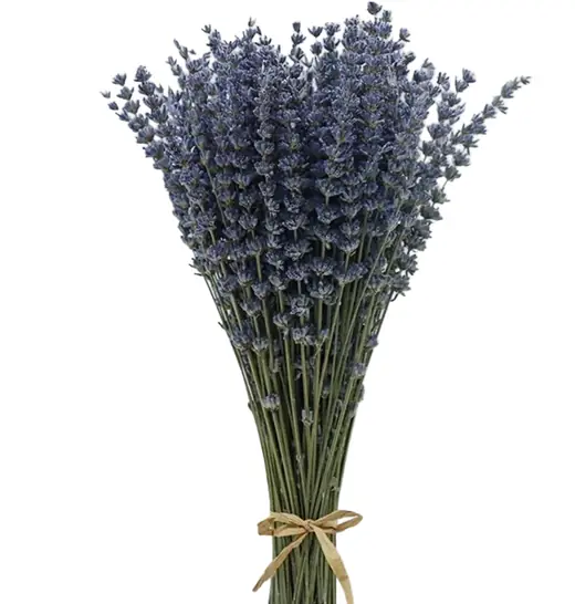 Bunch of dried lavender